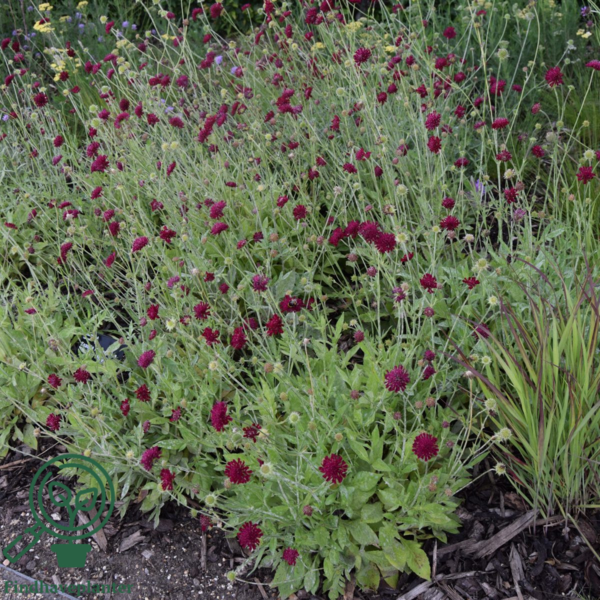 Knautia macedonica 'Mars Midget', Blåhat