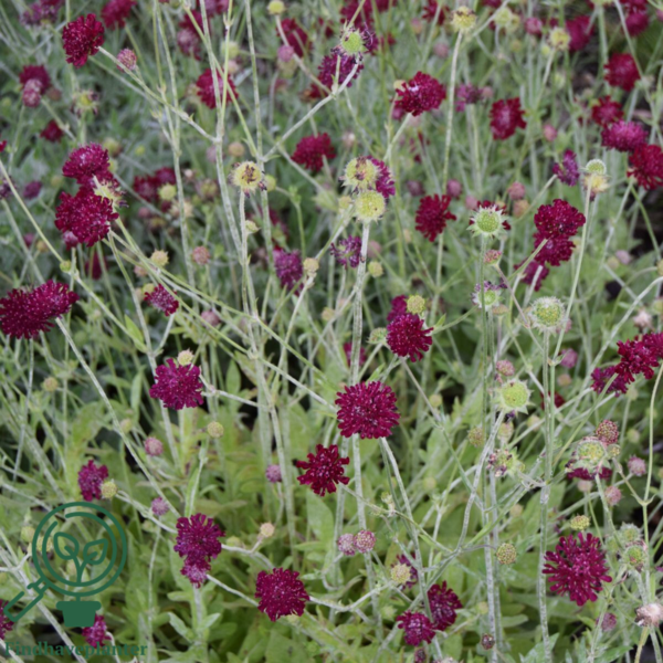 Knautia macedonica 'Mars Midget', Blåhat