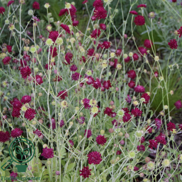 Knautia macedonica 'Mars Midget', Blåhat