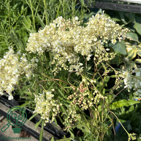 Filipendula vulgaris, Mjødurt