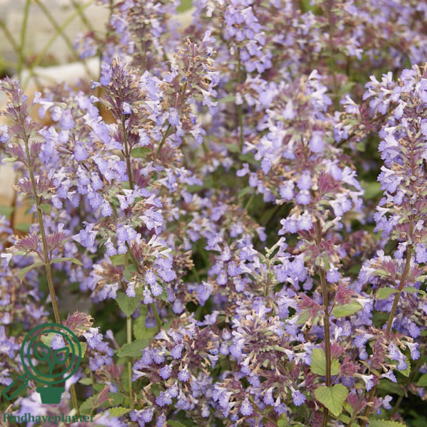 Nepeta faassenii 'Blue Wonder', Blåkant / Katteurt