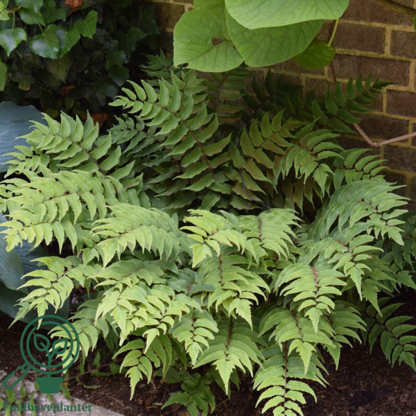 Cyrtomium fortunei 'Clivicola', Mahoniebregne