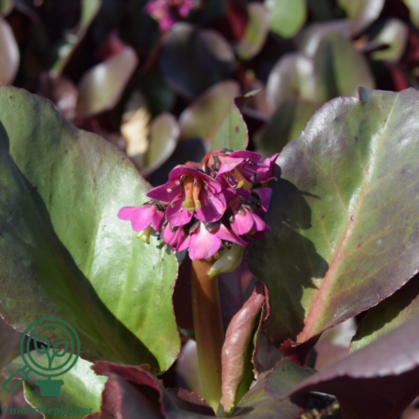 Bergenia cordifolia 'Winterglut', Kæmpe-Stenbræk