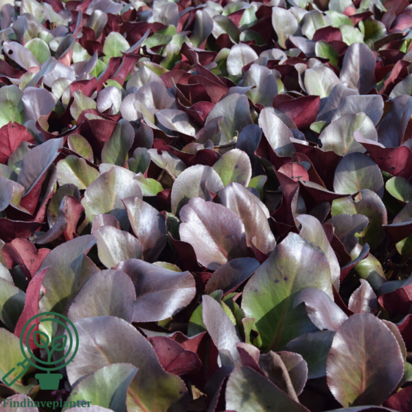 Bergenia cordifolia 'Winterglut', Kæmpe-Stenbræk