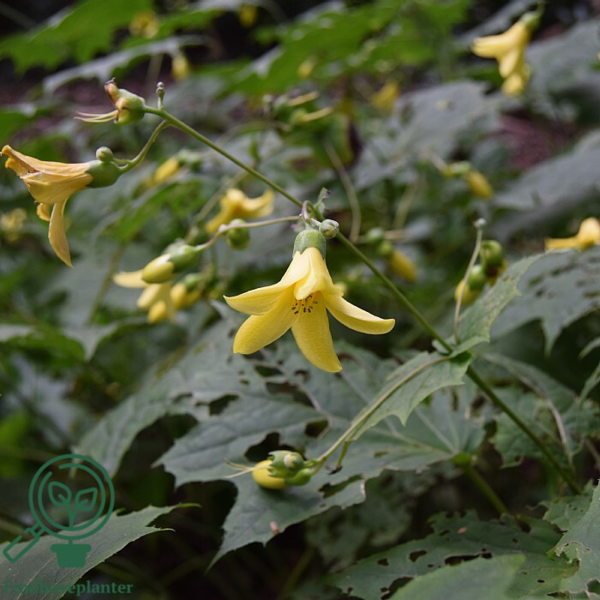 Kirengeshoma palmata, Månestråle