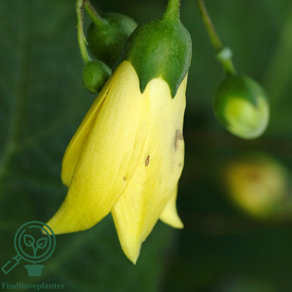 Kirengeshoma palmata, Månestråle