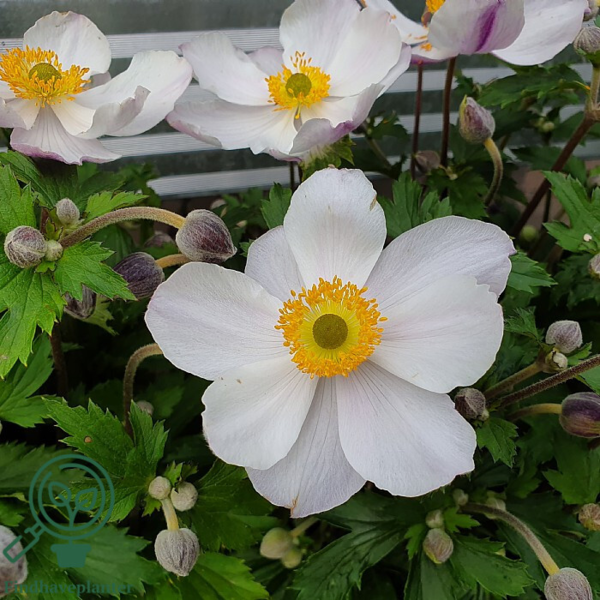 Anemone hybrid 'Elfin Swan'®, Anemone