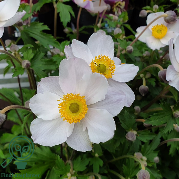 Anemone hybrid 'Elfin Swan'®, Anemone