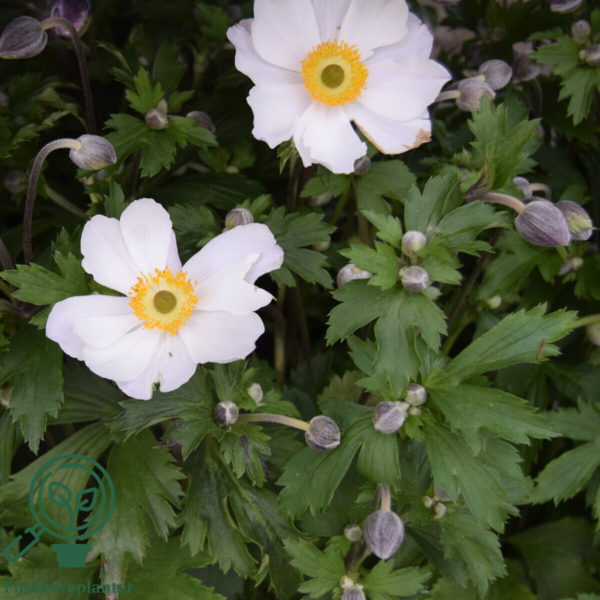 Anemone hybrid 'Elfin Swan'®, Anemone