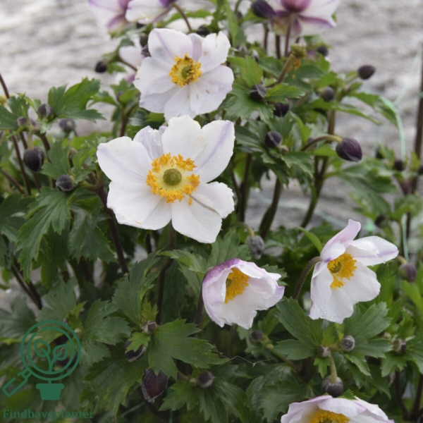 Anemone hybrid 'Elfin Swan'®, Anemone