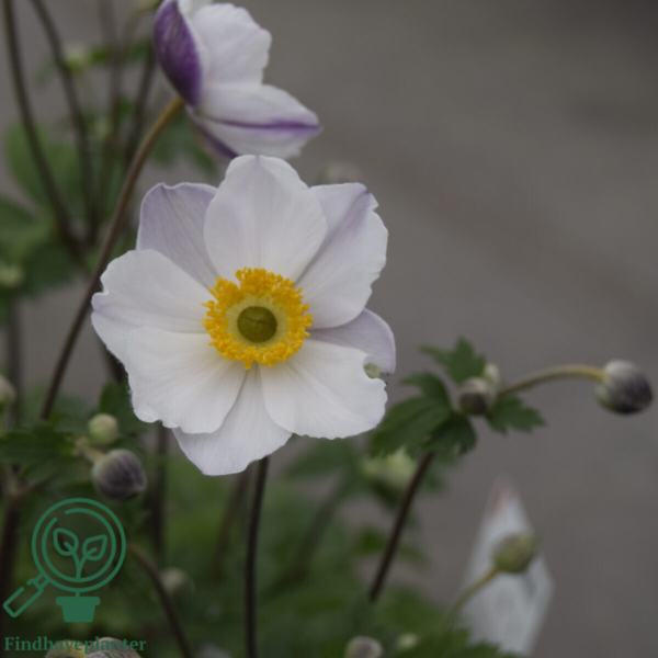 Anemone hybrid 'Elfin Swan'®, Anemone