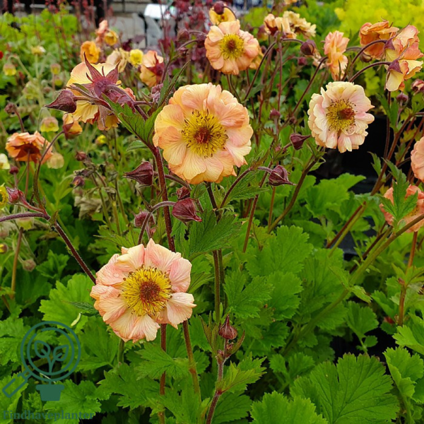 Geum hybrid 'Mai Tai'®, Nellikerod