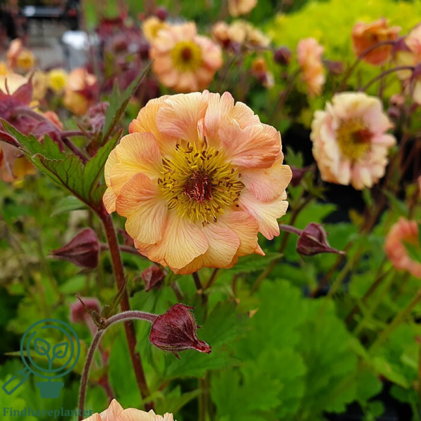 Geum hybrid 'Mai Tai'®, Nellikerod