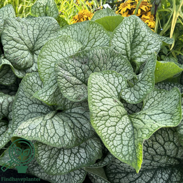 Brunnera macrophylla 'Jack of Diamonds'® Heartleaf Brunnera, Kærmindesøster