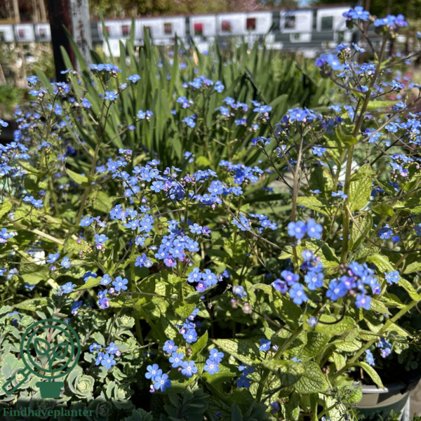 Brunnera macrophylla 'Jack of Diamonds'® Heartleaf Brunnera, Kærmindesøster