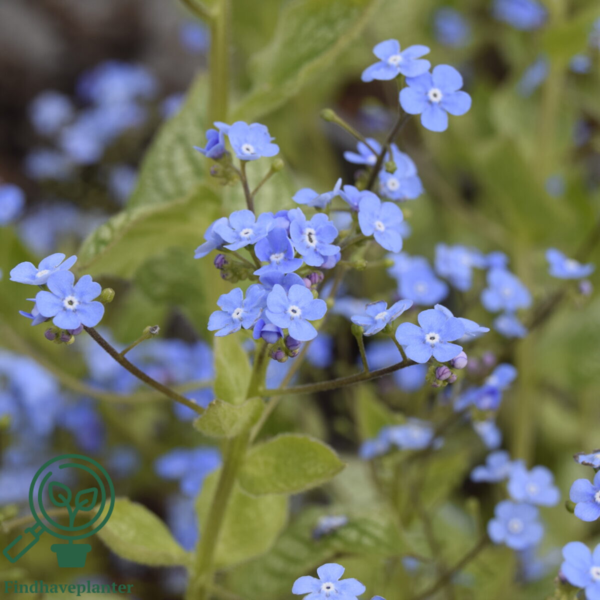 Brunnera macrophylla 'Jack of Diamonds'® Heartleaf Brunnera, Kærmindesøster