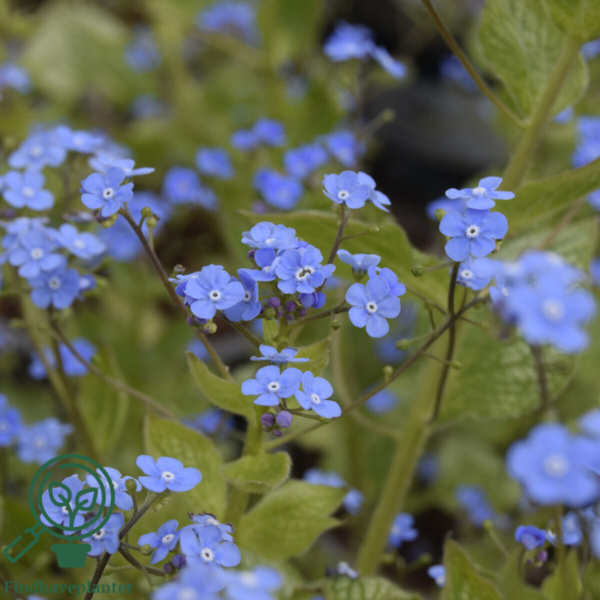 Brunnera macrophylla 'Jack of Diamonds'® Heartleaf Brunnera, Kærmindesøster