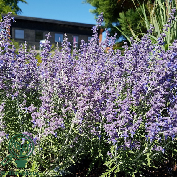 Perovskia atriplicifolia 'Blue Jean Baby'®, Sølvperovskia