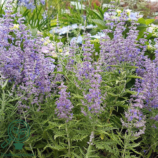 Perovskia atriplicifolia 'Blue Jean Baby'®, Sølvperovskia