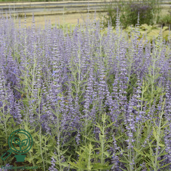 Perovskia atriplicifolia 'Blue Jean Baby'®, Sølvperovskia