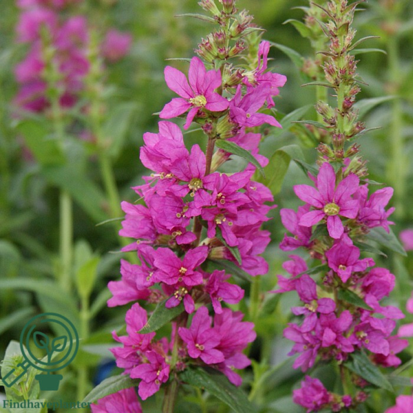 Lythrum salicaria 'Robert', Kattehale