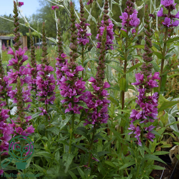 Lythrum salicaria 'Robert', Kattehale