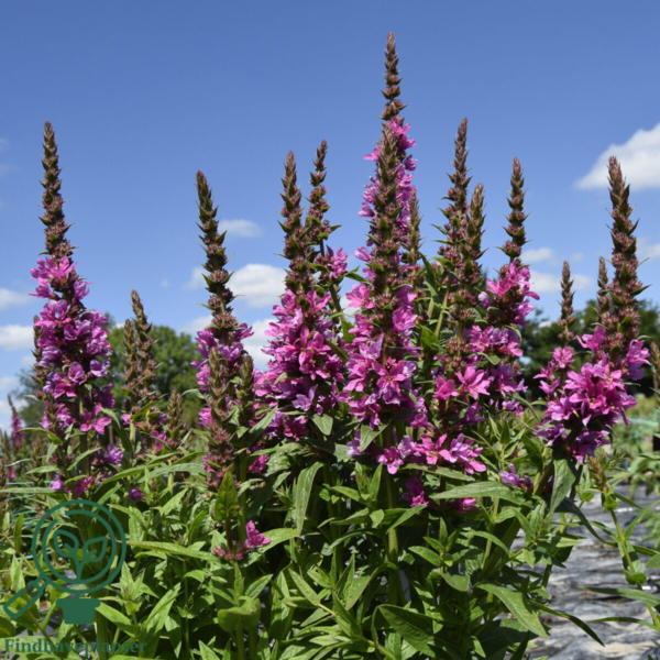 Lythrum salicaria 'Robert', Kattehale