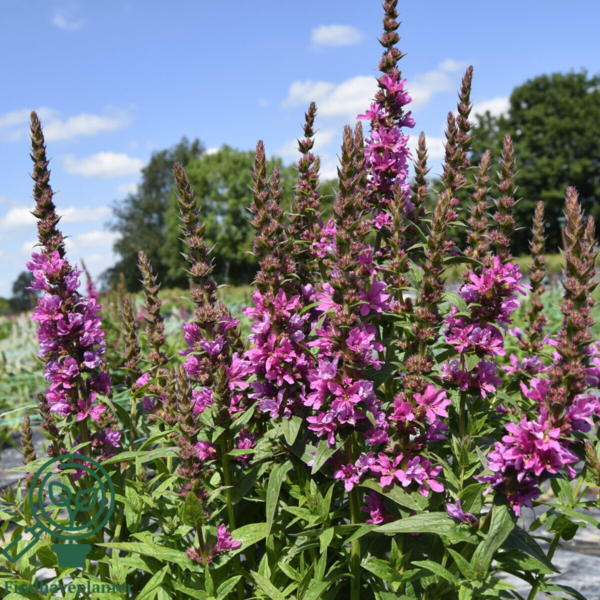 Lythrum salicaria 'Robert', Kattehale