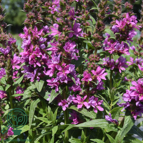 Lythrum salicaria 'Robert', Kattehale