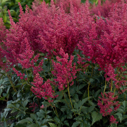 Astilbe japonica-hybrid 'Montgomery', Astilbe