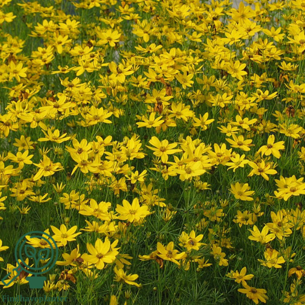 Coreopsis verticillata 'Grandiflora', Skønhedsøje