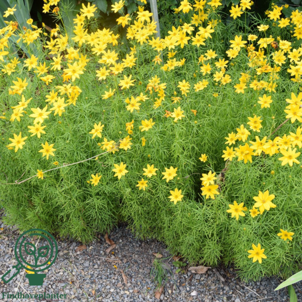Coreopsis verticillata 'Grandiflora', Skønhedsøje