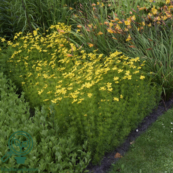 Coreopsis verticillata 'Grandiflora', Skønhedsøje