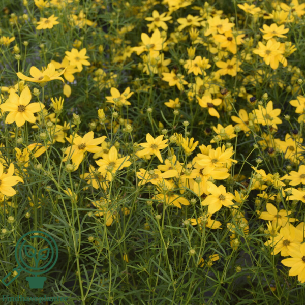 Coreopsis verticillata 'Grandiflora', Skønhedsøje