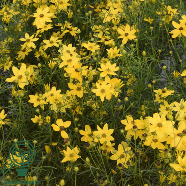 Coreopsis verticillata 'Grandiflora', Skønhedsøje