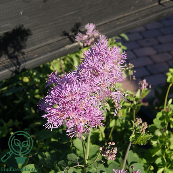 Thalictrum aquilegifolium, Akelejefrøstjerne