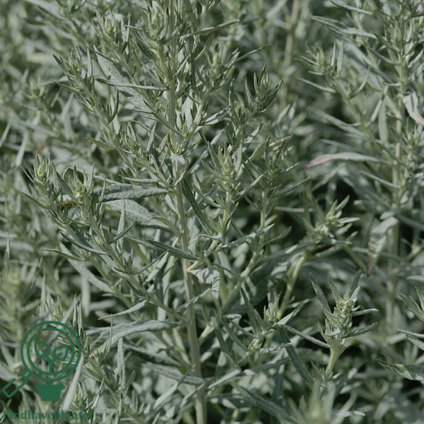 Artemisia ludoviciana 'Silver Queen', Bynke
