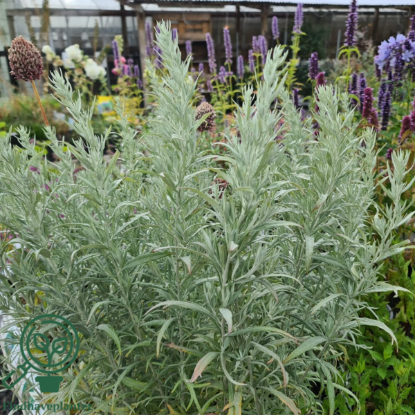 Artemisia ludoviciana 'Silver Queen', Bynke