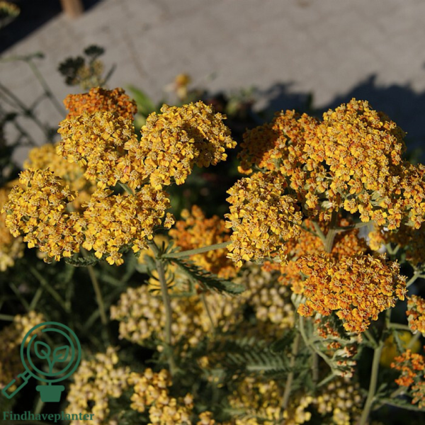 Achillea millefolium 'Terracotta', Røllike