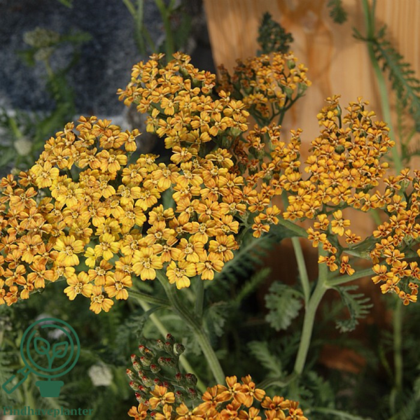 Achillea millefolium 'Terracotta', Røllike