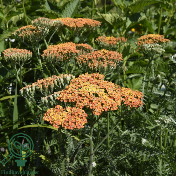 Achillea millefolium 'Terracotta', Røllike