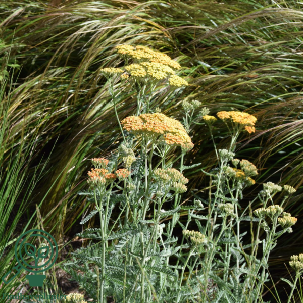 Achillea millefolium 'Terracotta', Røllike