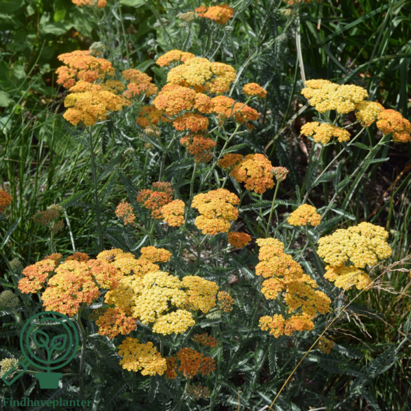 Achillea millefolium 'Terracotta', Røllike