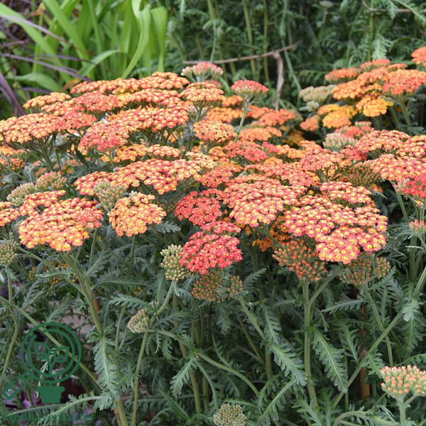 Achillea millefolium 'Walther Funcke', Røllike