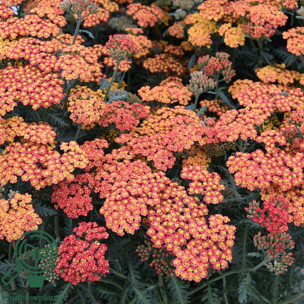 Achillea millefolium 'Walther Funcke', Røllike