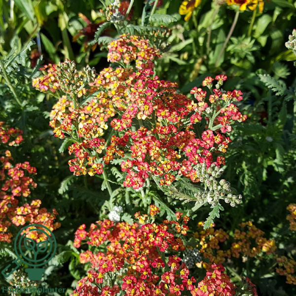 Achillea millefolium 'Walther Funcke', Røllike