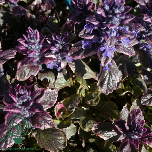 Ajuga reptans 'Rosea', Krybende Læbeløs