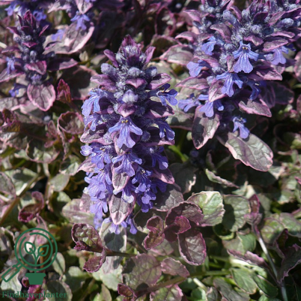 Ajuga reptans 'Rosea', Krybende Læbeløs
