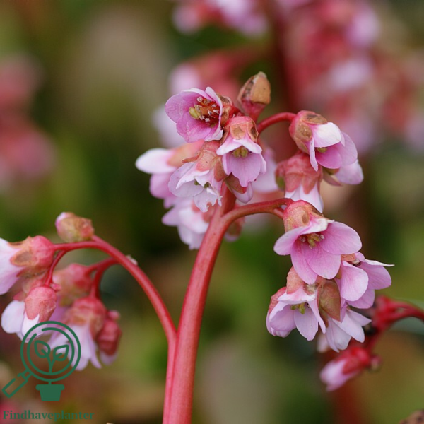 Bergenia hybrid 'Baby Doll', Kæmpe-Stenbræk