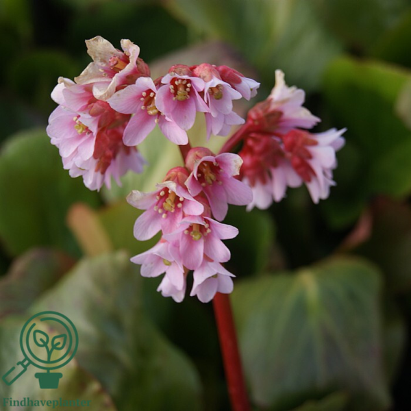 Bergenia hybrid 'Baby Doll', Kæmpe-Stenbræk
